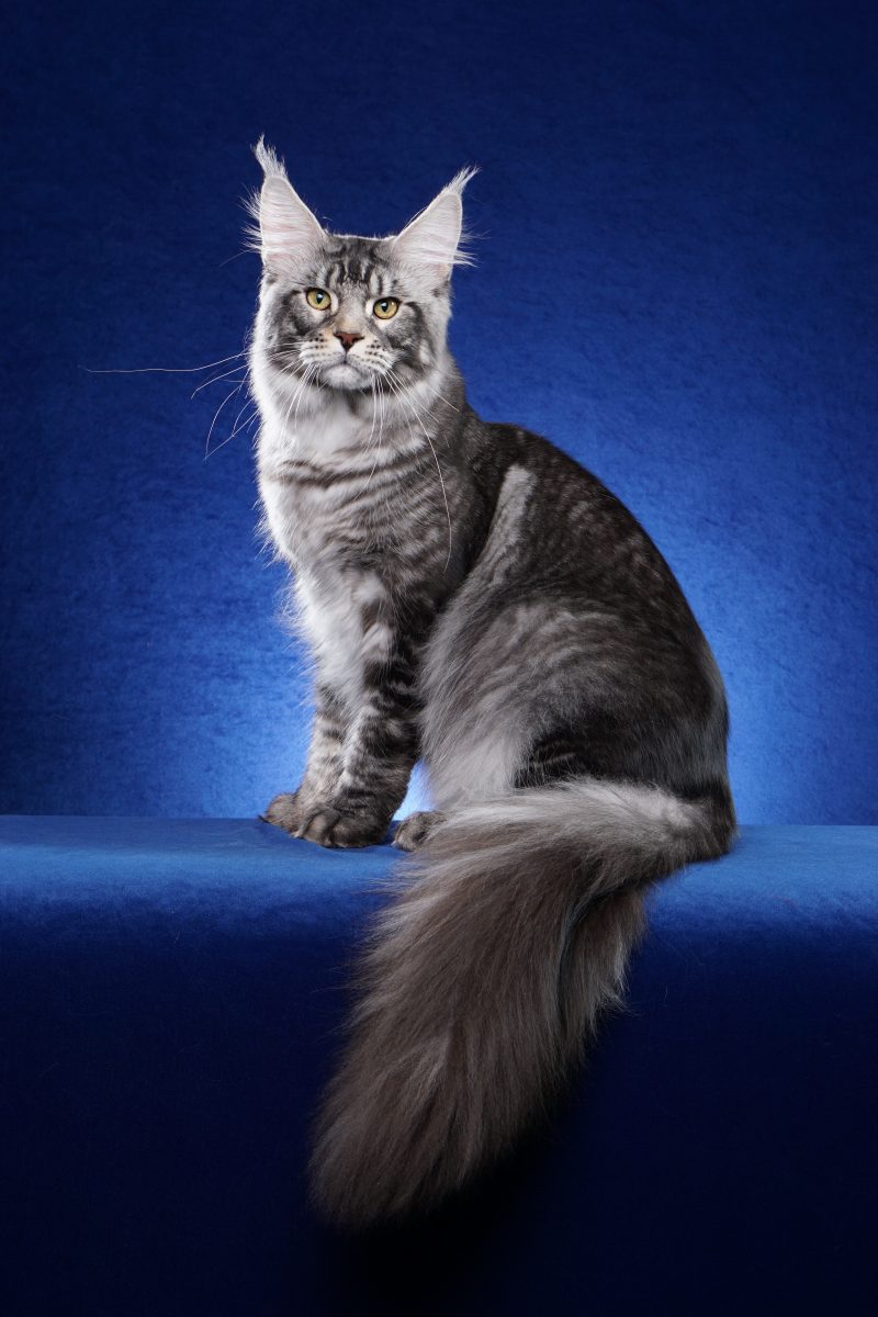 Males | Happy Trills Maine Coons